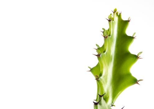 Freshness green bud of Euphorbia lactea, isolated succulent plant on white background