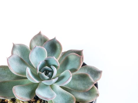 Succulent plant close-up, white wax on silver blue leaves of Echeveria peacockii Subsessilis