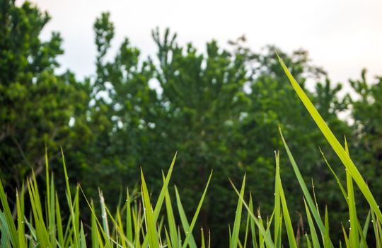 Freshness verdant green of Vetiver Grass blade inside the Jungle