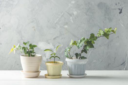 Collection of various ivy and tangerine seedling in different pots on white wooden table with grey concrete wall at background. Home decor and gardening concept.