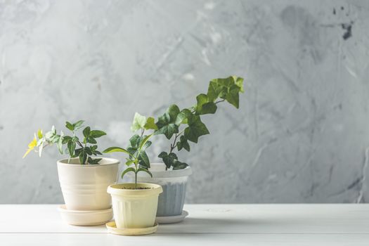 Collection of various ivy and tangerine seedling in different pots on white wooden table with grey concrete wall at background. Home decor and gardening concept.