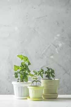 Collection of various ivy and tangerine seedling in different pots on white wooden table with grey concrete wall at background. Home decor and gardening concept.