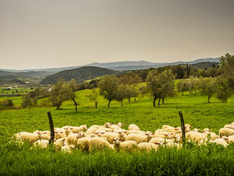 beautiful panorama of sunset in the Tuscany Hills.