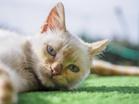 young cat lying, filmed while looking towards the lens.