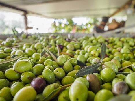 Traditional olive harvest in Italy, using poles and nets.