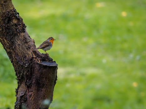 bird on the tree