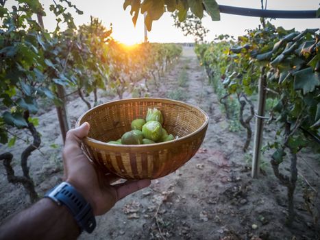 figs harvest. inside the rows of a vineyard.