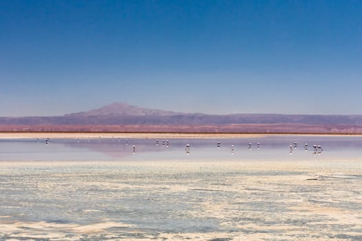 Laguna Chaxa, Atacama Desert, Chile. South America.