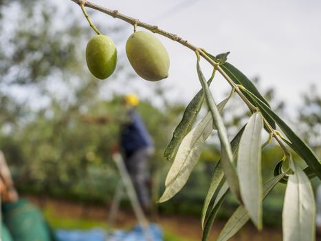 Traditional olive harvest in Italy, using poles and nets.