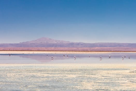 Laguna Chaxa, Atacama Desert, Chile. South America.