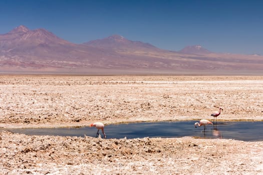 Laguna Chaxa, Atacama Desert, Chile. South America.