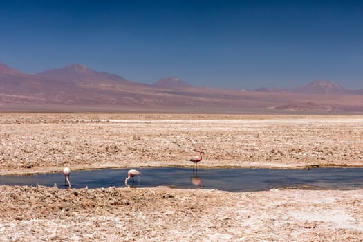 Laguna Chaxa, Atacama Desert, Chile. South America.