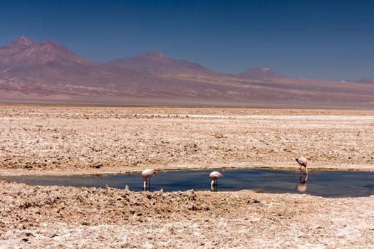 Laguna Chaxa, Atacama Desert, Chile. South America.