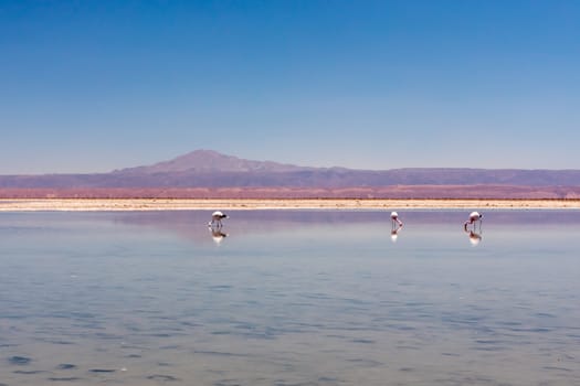 Laguna Chaxa, Atacama Desert, Chile. South America.