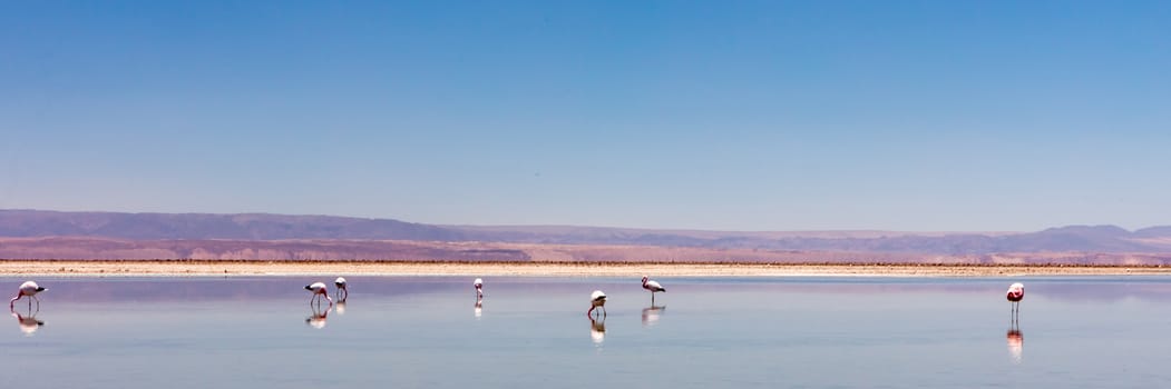 Laguna Chaxa, Atacama Desert, Chile. South America.