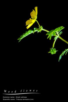Yellow flower of small caltrops weed, isolated flower on black background with common and scientific name