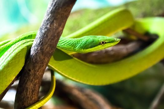 A Green Vine Snake in a strike pose, dangerous.