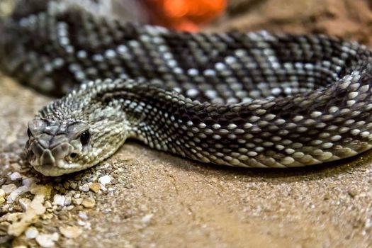 Rattlesnake - Crotalus durissus, poisonous. Dangers.