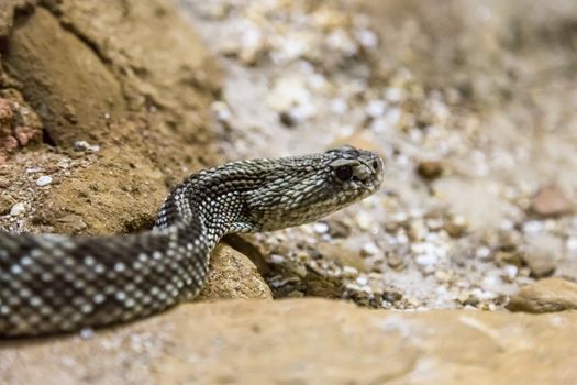 Rattlesnake - Crotalus durissus, poisonous. Dangers.