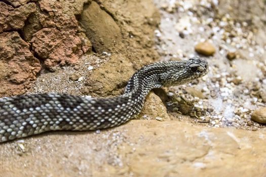 Rattlesnake - Crotalus durissus, poisonous. Dangers.