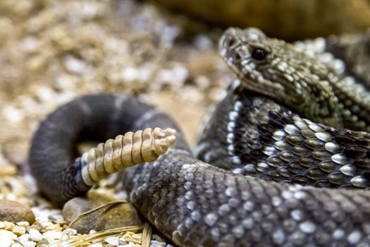 Rattlesnake - Crotalus durissus, poisonous. Dangers.