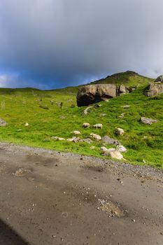 Beautifull scandinavian landscape with meadows and mountains. Sheep graze by themselves next to the road. Lofoten islands, Norway.