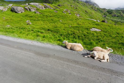 Beautifull scandinavian landscape with meadows and mountains. Sheep graze by themselves next to the road. Lofoten islands, Norway.