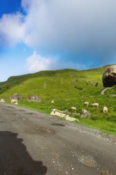 Beautifull scandinavian landscape with meadows and mountains. Sheep graze by themselves next to the road. Lofoten islands, Norway.