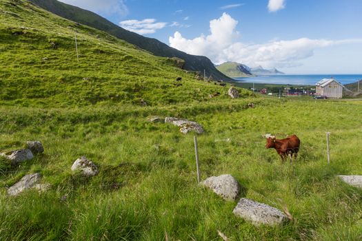 Beautiful scandinavian landscape with meadows, mountains and fjords. Lofoten islands, Norway.