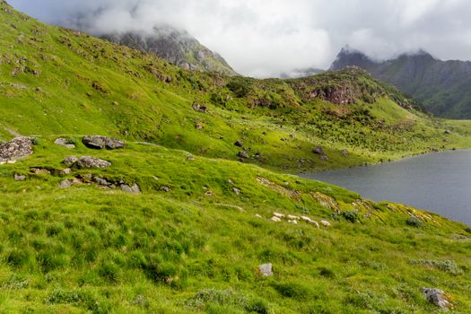 Beautifull scandinavian landscape with meadows, fjord and mountains. Lofoten islands, Norway.