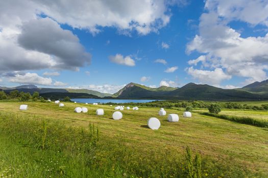 Typical scandinavian landscape with meadows, mountains and straw in special white plastic bags. Lofoten islands, Norway.