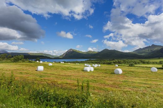 Typical scandinavian landscape with meadows, mountains and straw in special white plastic bags. Lofoten islands, Norway.