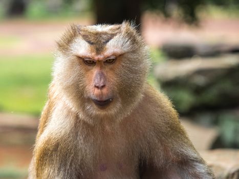 Japanese macaque in the wild