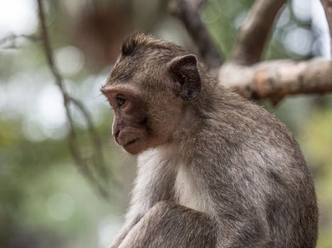 Japanese macaque in the wild