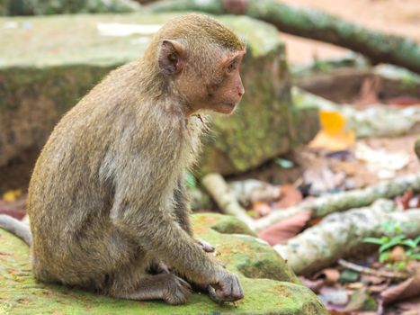 Japanese macaque in the wild