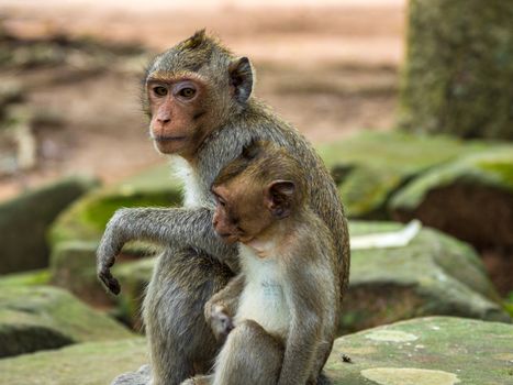 Japanese macaque in the wild