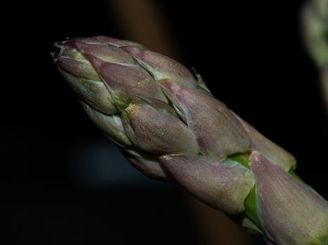 macro detail of green asparagus