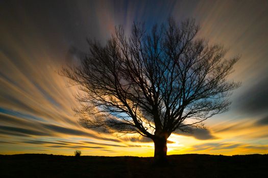 tree without leaves and sky in long exposure