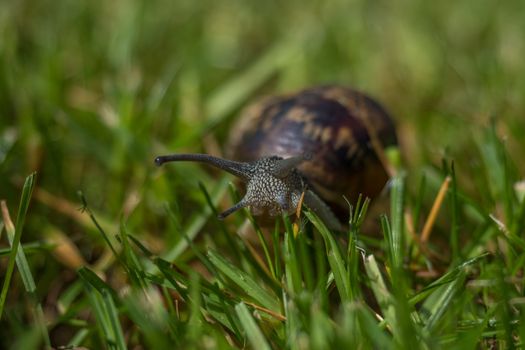 two snails walking and eating in the green field