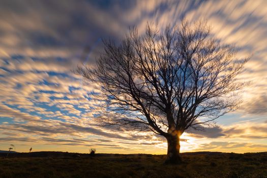 tree without leaves and sky in long exposure