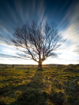 tree without leaves and sky in long exposure