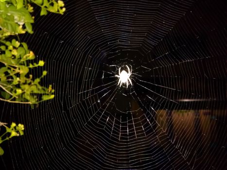 Spider web amazing architecture in nature.