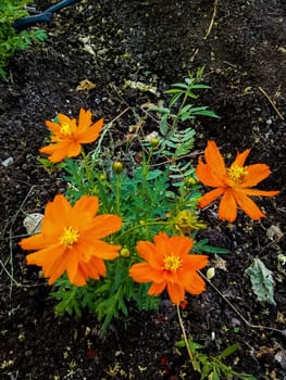 Spring flower image in India in farm