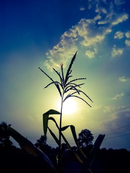 Sunset image in farm image in India