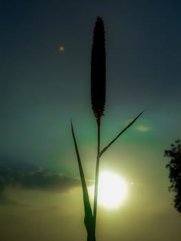 Sunset image near sorghum tree image in India