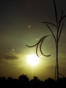 Sunset image near grass image in India