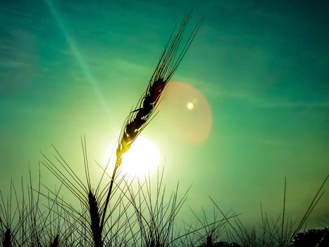 Sunset image in wheat farm image in India