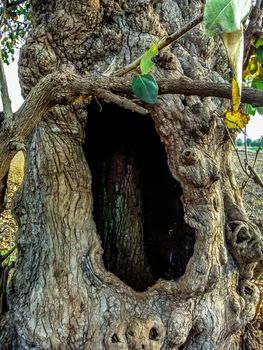 tree defects image in village of india