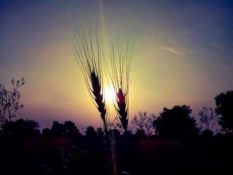 Sunset image near tamarind tree image in India