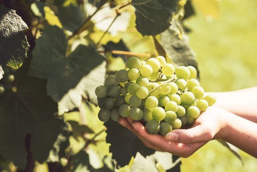 The woman's hand holds a large cluster of grapes during grapes harvest (vintage effect).